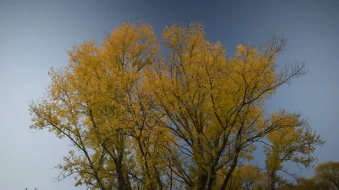 Leaf falling down from autumn yellow tree on a background of blue sky Stock Footage 96306564