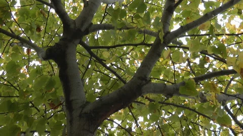 Leaf Falling Stock-Footage 5090689