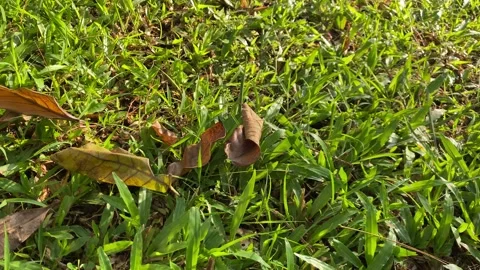 Leaf falling Stock Footage 293325091