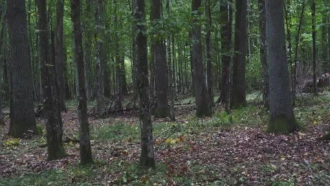 Leaf falling in forest Stock Footage 261419434