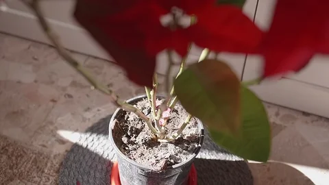 Leaf falling from a plant - slow motion Stock Footage 124637604