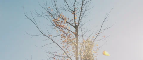 Leaf falling in slow motion 4K Vídeo Stock 164558685