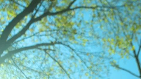 Leaf Falling Through Frame Video stock 82885539