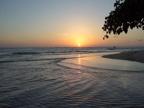 Leaf falling from tree, beautiful sunset at beach as background Stock Footage 91522314