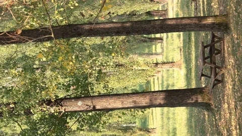 Leaf Falling From The Tree 動画素材 93729706