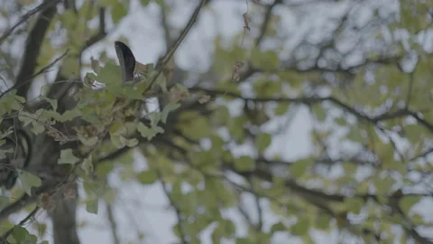 Leaf falling from tree Stock Footage 226430994