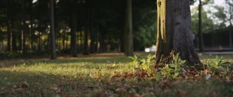 Leaf falling from tree | Slow Motion 스톡 동영상 41288812