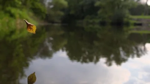 Leaf falling in the water Stock Footage 72178671