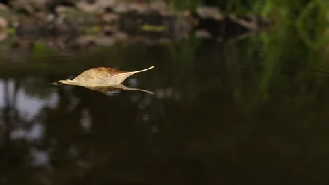 Leaf falling in the water Stock Footage 72178839