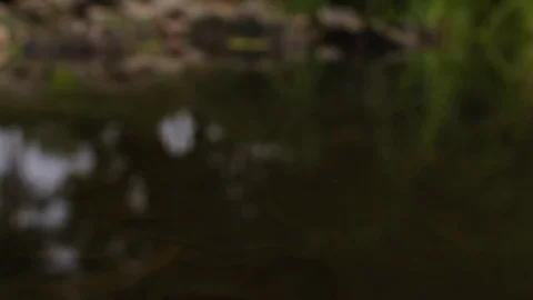 Leaf falling in the water Stock Footage 72178963