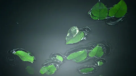 Leaf falling into water, Slow Motion Video stock 24775888