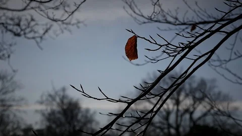 A leaf falling from withered branch in early winter morning against gray sky Stock Footage 125368837