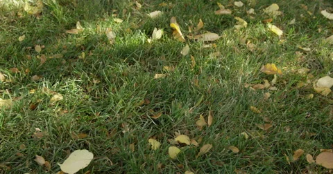 Leaf Falls on Grass 4K Stock Footage 43128664