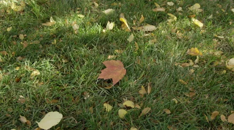 Leaf Falls on Grass Stock Footage 43128225