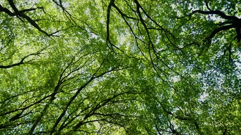 A leaf falls in slow-motion from the trees in Highgate, landing on the lens Video stock 250830706
