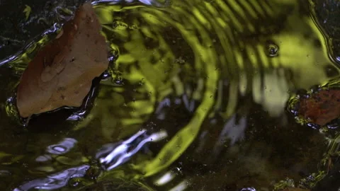 Leaf Falls into Sunlit Forest Puddle – Slow Motion Stock Footage 311669279