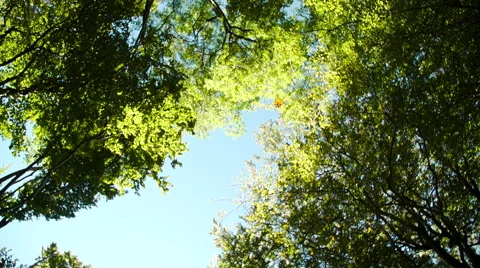 Leaf falls from trees in Slow Motion Stock Footage 68583702