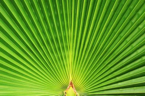 Leaf fan palm Stock Photos
