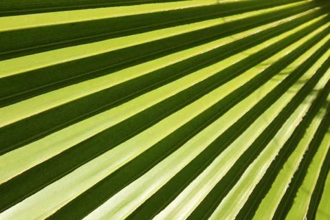 Leaf of fan palm tree with shadows. Close up. Stock Photos