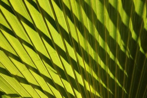 Leaf of fan palm tree with shadows. Close up. Stock Photos
