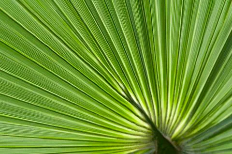 Leaf fan Fotos de archivo