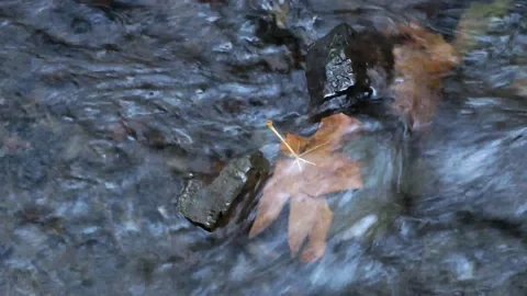 Leaf in fast moving creek Stock Footage 138947920