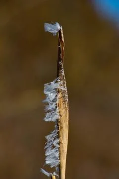 Leaf of feather reed grass covered with hoarfrost ice crystals in winter Stock Photos