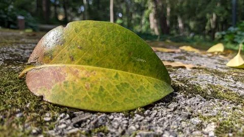 A leaf fell from a tree on the asphalt which was overgrown with moss in sunlight Stock Photos