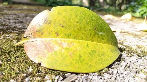 A leaf fell from a tree on the asphalt which was overgrown with moss in sunlight Foto stock