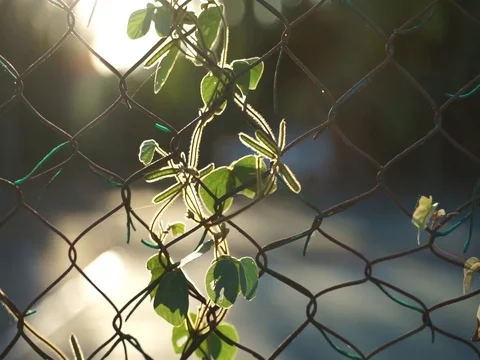 Leaf on the fence Stock Footage 105023866