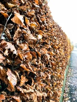 Leaf fence, orange maple leaf in hands, autumn, rain, orange leaf, copy space Stock Photos