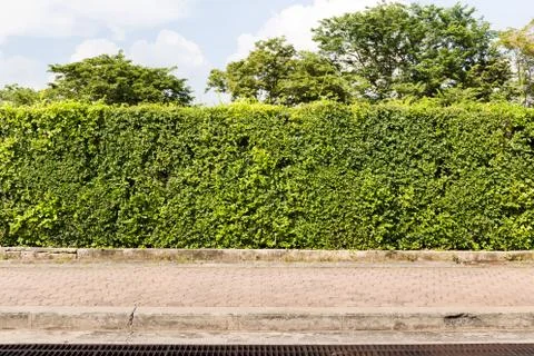 Leaf fence Stock Photos