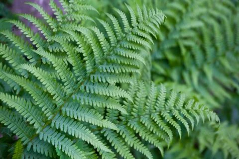 Leaf  of fern Stock Photos