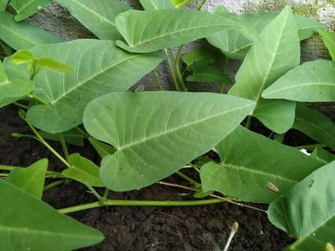 Leaf Fiber 1 Stock Photos