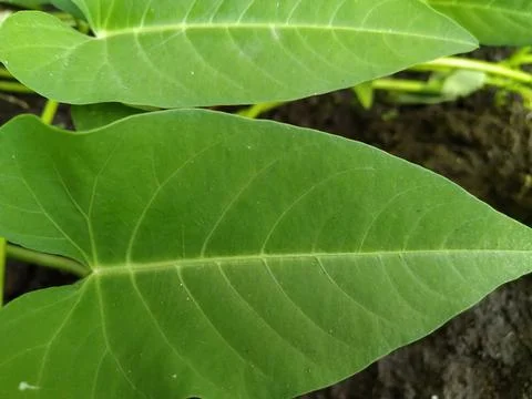 Leaf Fiber 1 Stock Photos