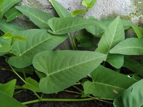 Leaf Fiber 2 Stock Photos