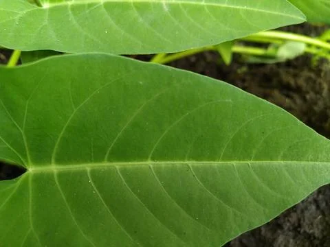 Leaf Fiber 2 Stock Photos