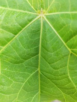 Leaf fiber Stock Photos