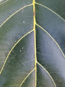 Leaf fiber Stock Photos