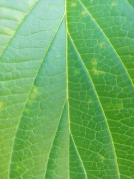 Leaf fiber Stock Photos