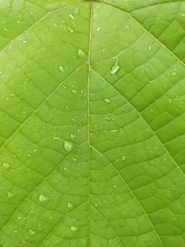 Leaf fiber Stock Photos