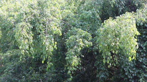 Leaf of Ficus tree movement 動画素材 35519034
