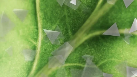 Leaf filling view, triangles drifting over vein while camera panning, showing Stock Footage 333145625