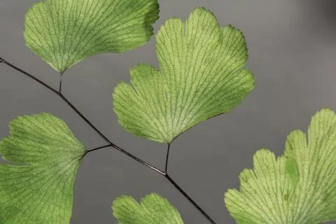 Leaf with fine detail Stock Photos
