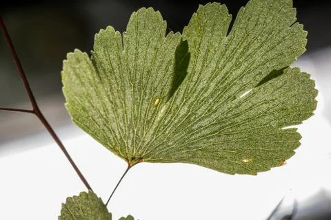 Leaf with fine detail Stock Photos