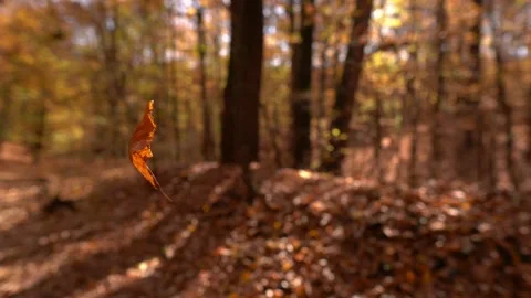 Leaf floating in the air Autumn in the forest 4k Stock Footage 163870716