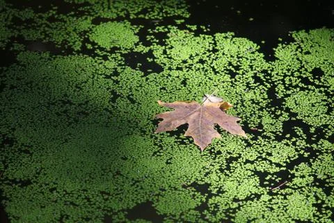 Leaf floating on duckweed Stock Photos