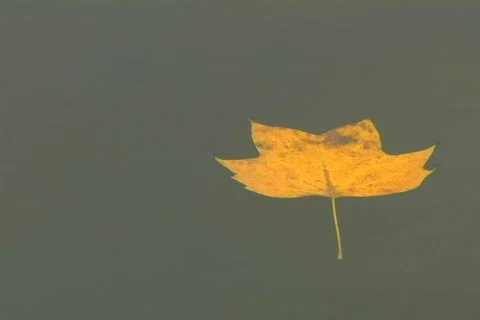 Leaf floating by Stock Footage