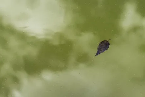 Leaf floating on greenish pond surface, cloud reflection, Germany, Europe 스톡 사진