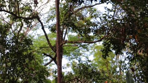 A Leaf Floating in the Middle of the Forest Stock Footage 236142401